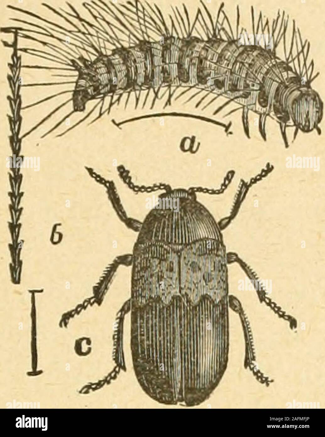 . Bulletin. eculiar gliding movement. The perfect beetle is from one-fifth to one-seventh of an inch inlength, more elongated than the Buffalo carpet beetle, black, andclothed with minute yellowish or brownish hairs, giving the beetle ageneral brownish color, varying from light brown to dark pitchybrown. There is but one generation in a year, as indicated by thosewhich I have bred, for larvae found in June did not transform to theperfect beetle until the following May. The remedies for this pest are the same as for the Buffalo beetle. THE LARDER OR BACON BEETLE. Derrtiesies lardarius Linn. Thi Stock Photo