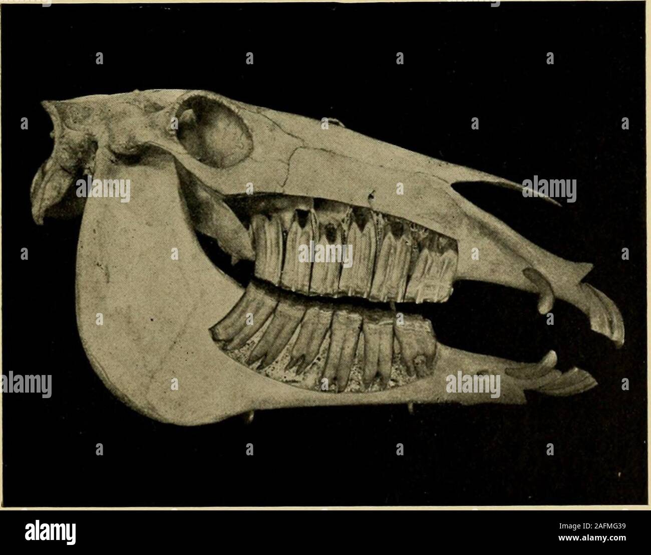 23+ Horse Driving Harness Diagram