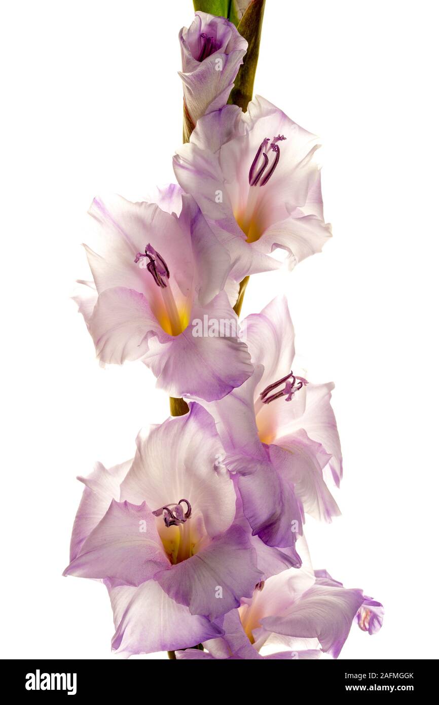 Gladiolus stem hires stock photography and images Alamy