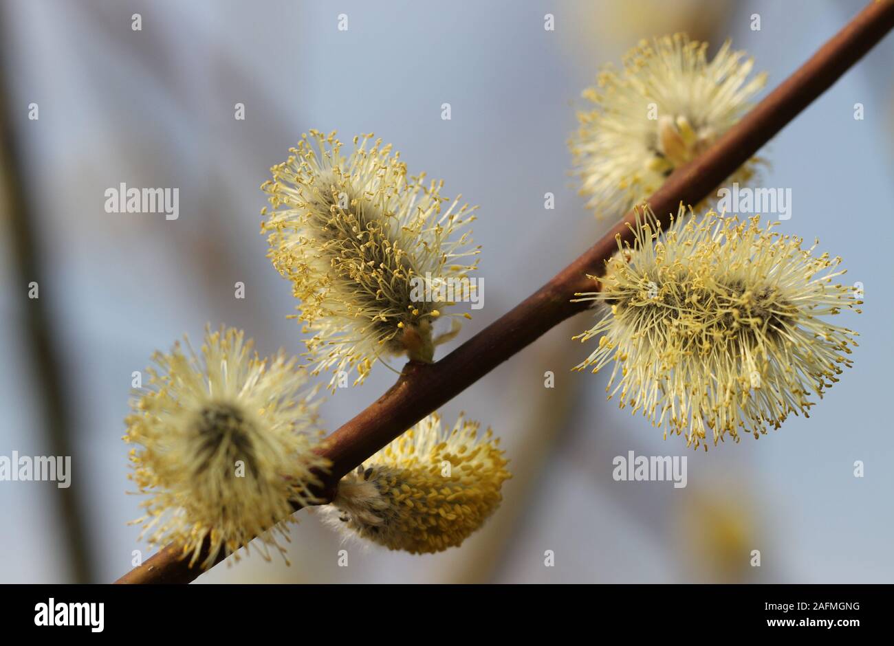 Yellow willow flowers on the branch in spring time Stock Photo - Alamy
