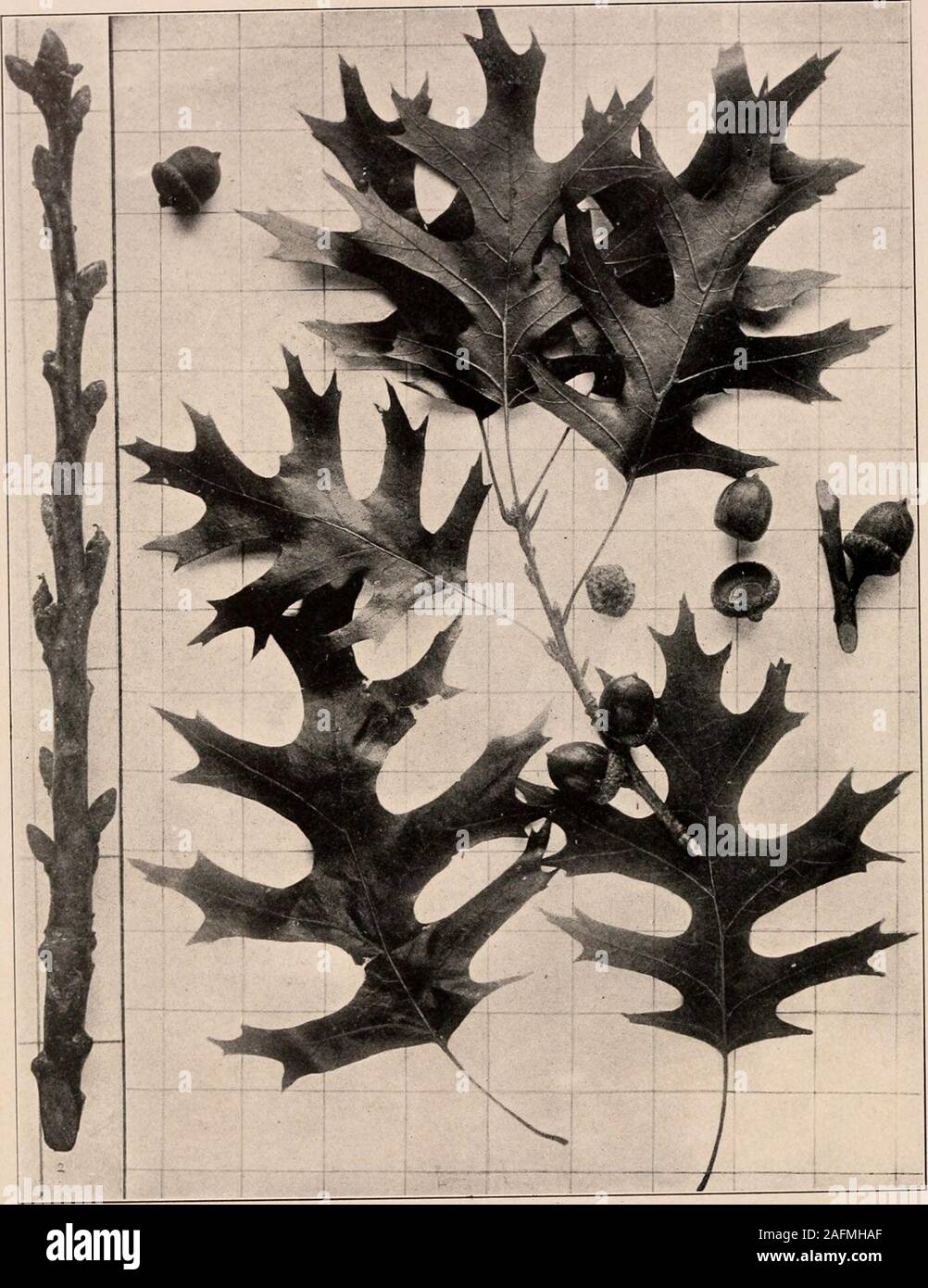 . Handbook of the trees of the northern states and Canada east of the Rocky mountains. Photo-descriptive. SOUTHERN RED OAK. SCHNECKS OAK. Qiiercus Texana Bnckl.^. Fig. i6i. Branchlet with leaves and fruit and young acorns, i ; branchlet in winter bearing younuacorns and leaf-buds. 162. Trunk of tree in Meramec River valley, Mo. Handbook of Trees of the Xortherx States axd Ca^^vda. 141 This tree in tlio ricli bottom-lands of theWabasli River Imsin i&gt; said to attain a lieiiihtof nearly 200 ft., witli sturdy buttressed trunksometimes 7-8 ft. in diameter and 80-00 ft.to its l)ranches — dimensio Stock Photo