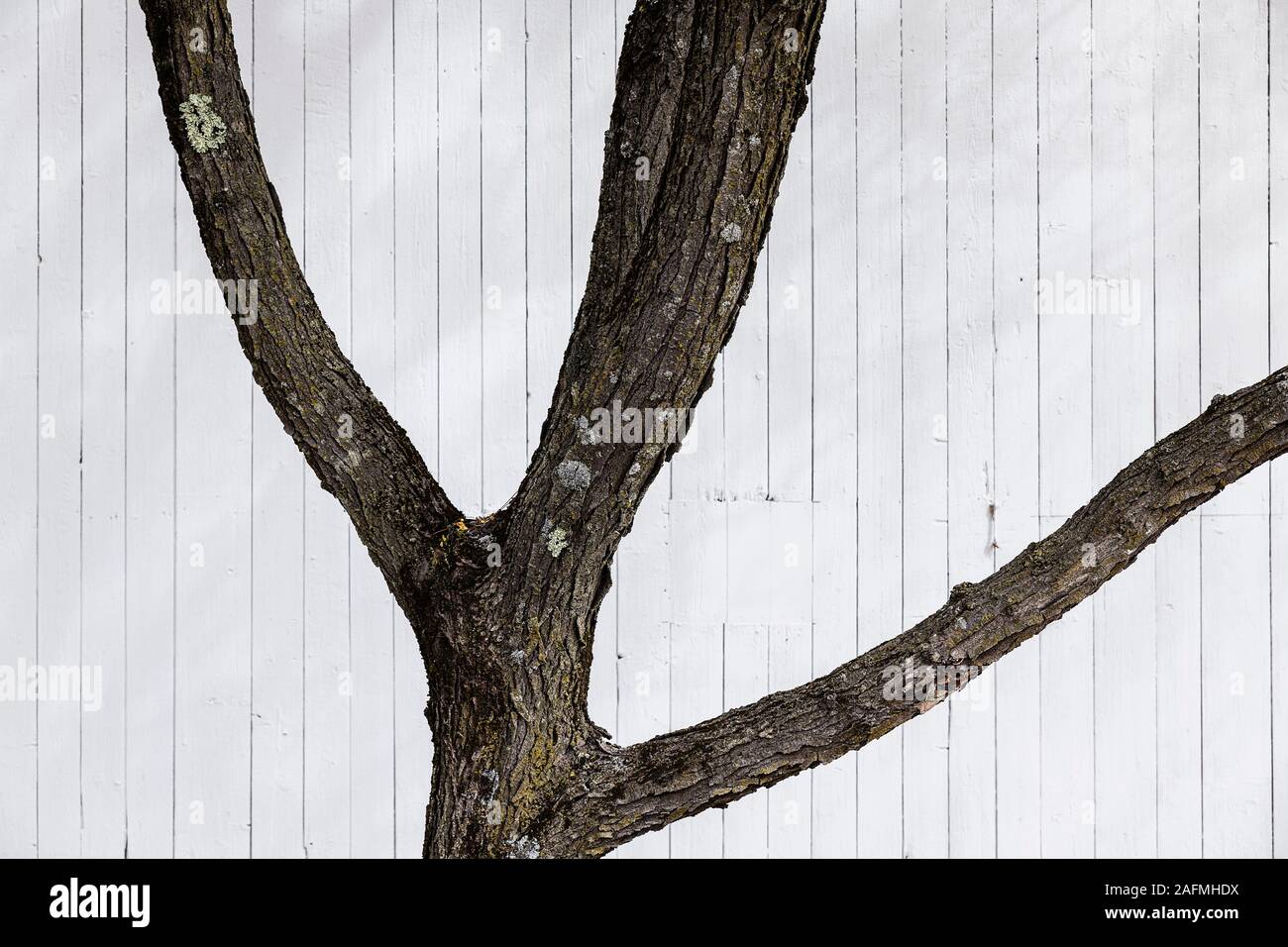 Tree trunk and branches against a white barn. Stock Photo