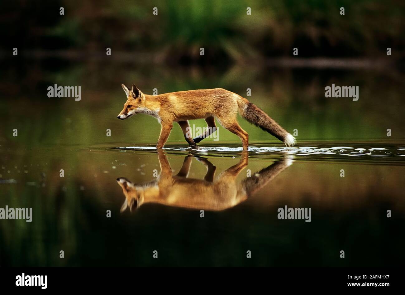 Fox waterwalk Stock Photo