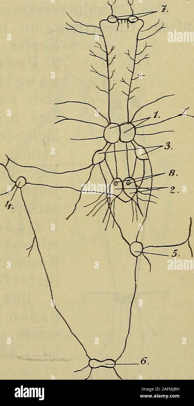 . Compendium der vergleichenden Anatomie : zum Gebrauche für Studierende der Medizin. die Pleuralganglienverbindenden Visceralkommissurund durch Zusammendrängungder oben erwähnten Ganglien-paare. Namentlich das ersteMoment ist von grofser Bedeu-tung. Gewöhnlich sind in dieVerbindung drei accessorischeGanglien eingeschaltet, die so-genannten Kommissuralgan-glien. Die Visceralkom-missur stellt ursprünglich eineeinfache, von einer zur anderenSeite ziehende Verbindung dar,so bei Opistobranchiaten,Pteropoden, Pulmonaten.Bei den Prosobranchiern undHetoropoden ist die Kom-missur 8förmig gedreht; info Stock Photo