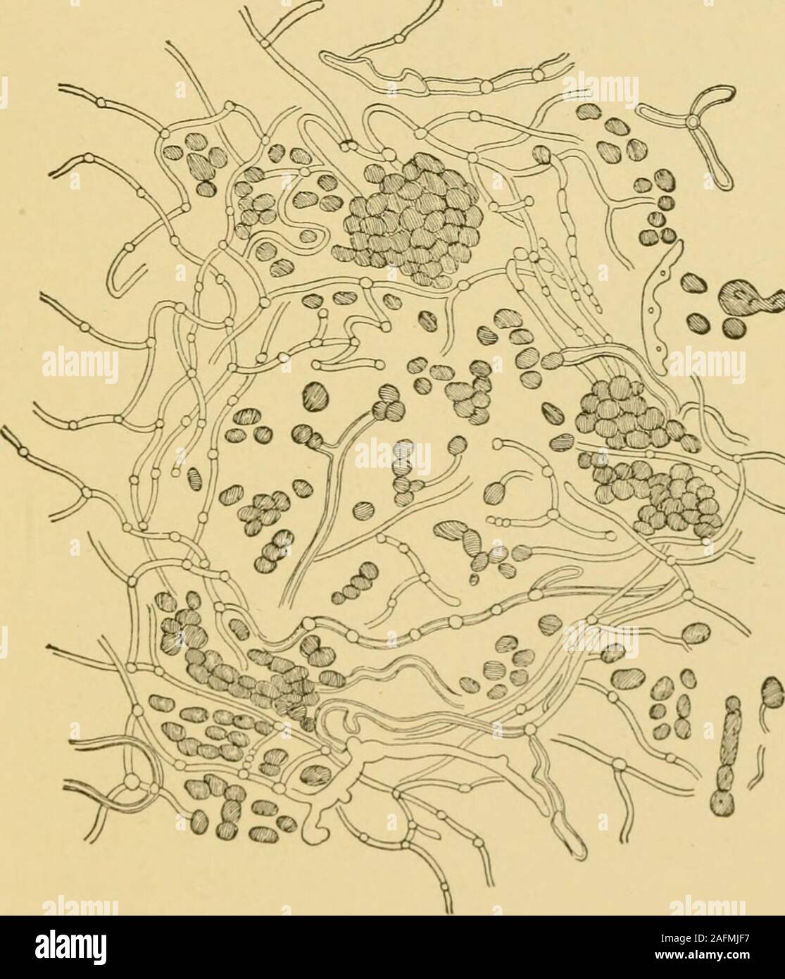 . Applied bacteriology for nurses. Fig. 64.—Pure culture of bacillus of