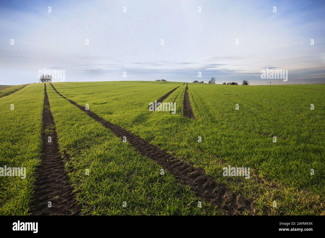 Cornfield with winter sowing west of Augsburg, Swabia, Bavaria, Germany, Europe Stock Photo