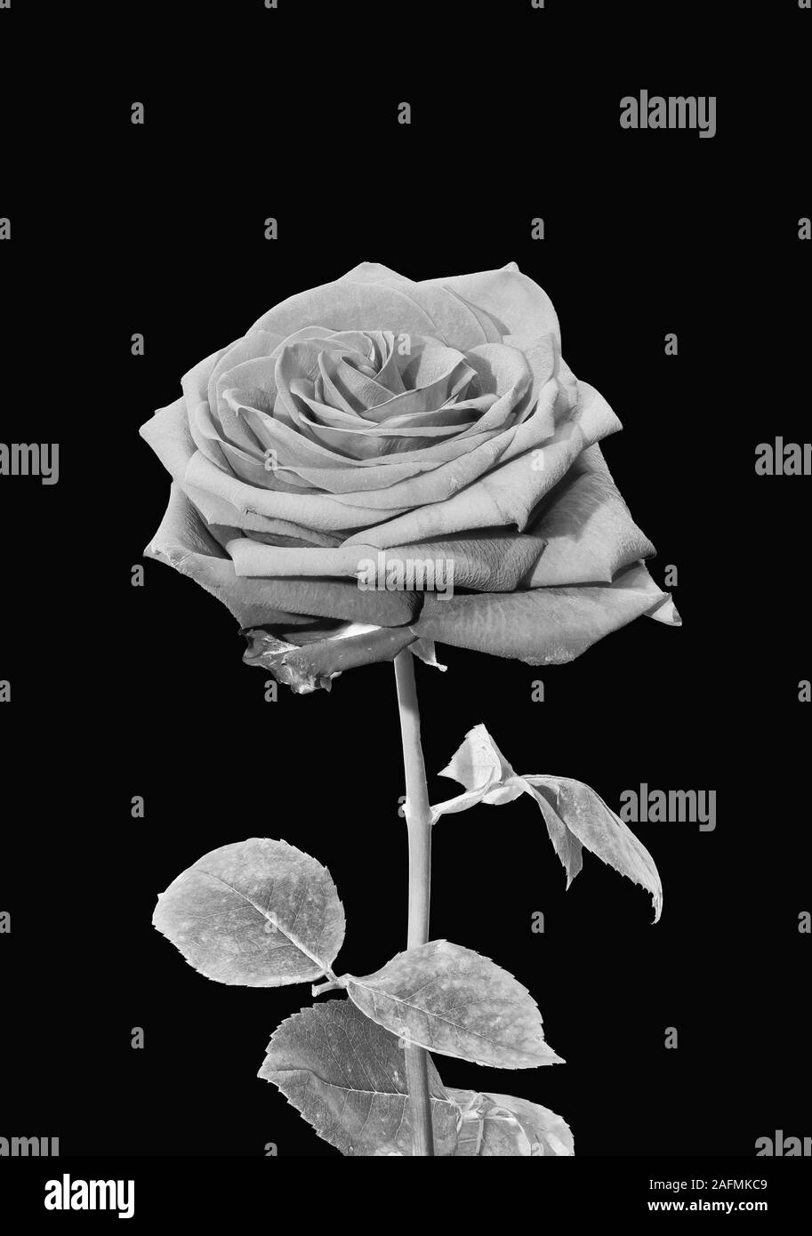 Single isolated gray rose with leaves monochrome macro on black