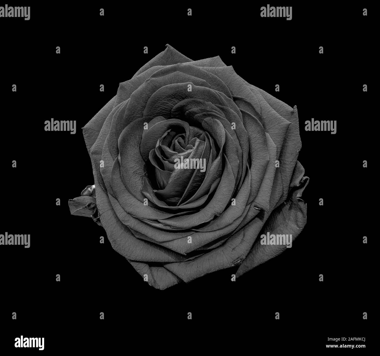 Single isolated monochrome low key gray rose blossom macro on black background Stock Photo