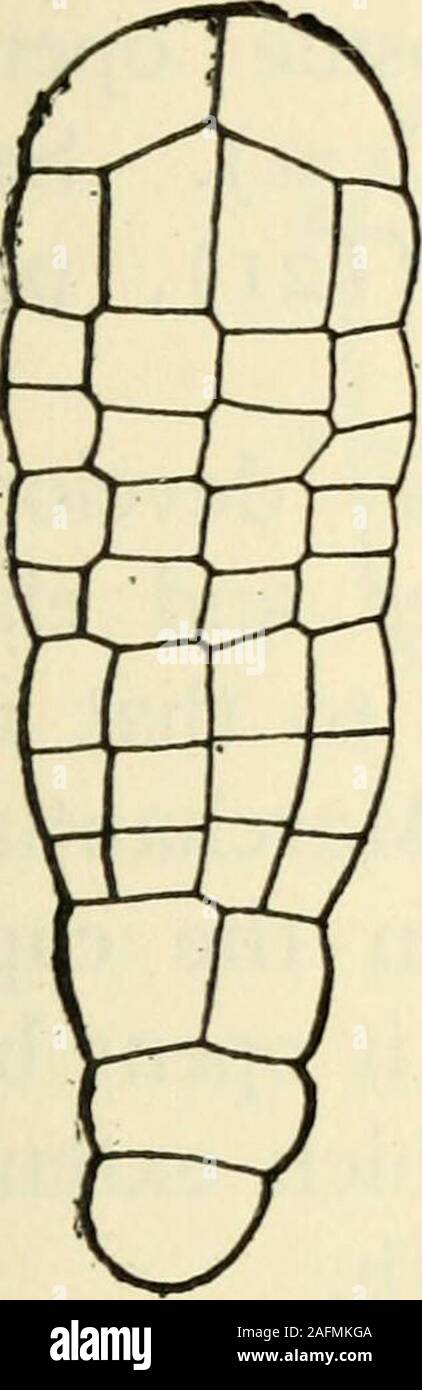 . The structure and development of mosses and ferns (Archegoniatae). , from a lower cell, which forms amore or less conspicuous appendage at the base of the foot.The earliest divisions in the upper part are not known, but itsoon becomes a cylindrical body consisting of several tier3 of in THE JUNGERMANNIALES 95 cells, each composed of four equal quadrant cells. Accordingto Leitgeb (i), the upper tier, from which the capsule develops,is formed by the first transverse wall in the up])er part of theembryo. This upper tier is next divided by nearly transversewalls into four terminal cover cells, a Stock Photo