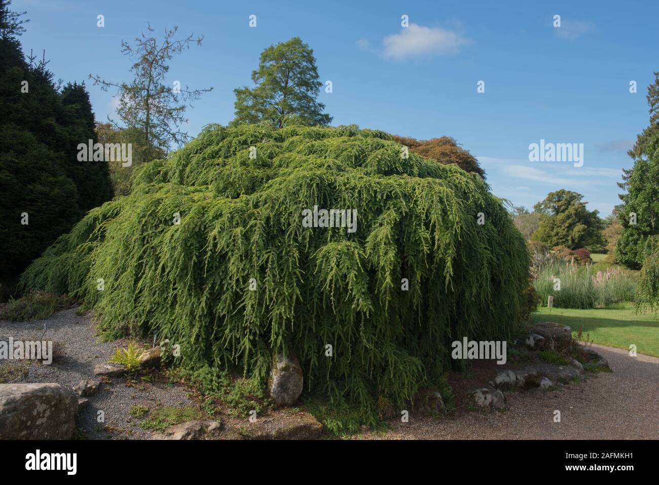 Summer Foliage of a Weeping Eastern Hemlock Tree (Tsuga canadensis 'Pendula') in a Rockery Garden at Wakehurst in Rural West Sussex, England, UK Stock Photo