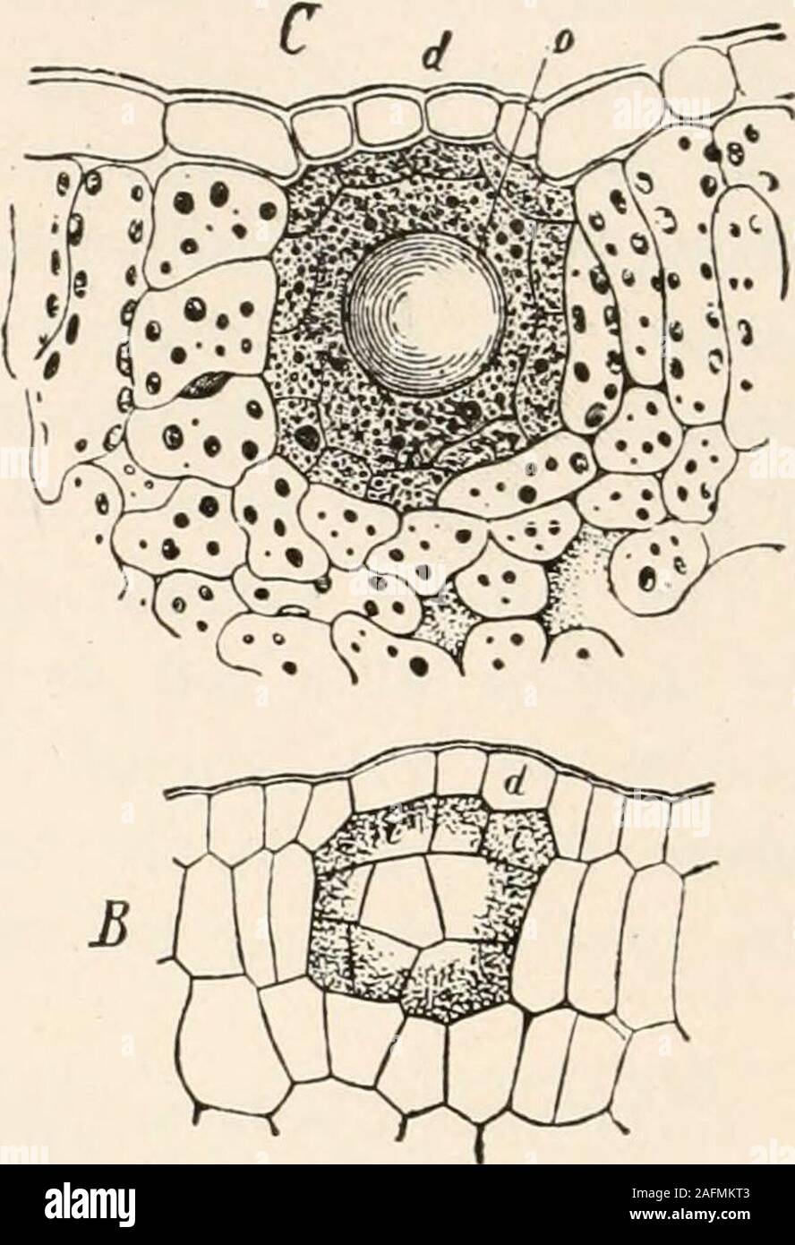 . Plant anatomy from the standpoint of the development and functions of