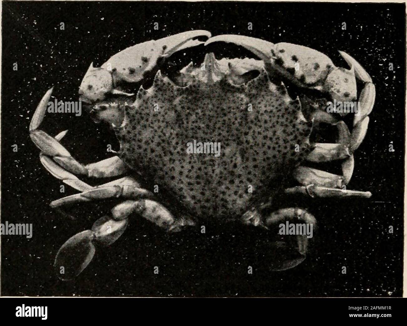. Introduction to zoology; a guide to the study of animals, for the use of secondary schools;. FIG. 103.— Callinectes hastatus, blue crab. Reduced to one-third. Photo. by W. H. C. P. 110 ZOOLOGY ostreum (Fig. 105), found in the mantle chamber of theoyster, is eaten by us together with the oyster or separately.. FIG. 104. —Platyonichus ocellatus, lady oral). Reduced to one-third. Photo, by W. H. C. P. The fiddler crabs are representative of the square crabs.These are the familiar animals which crowd salt marshesand run sideways to and from their burrows. One claw is much larger than the other.W Stock Photo