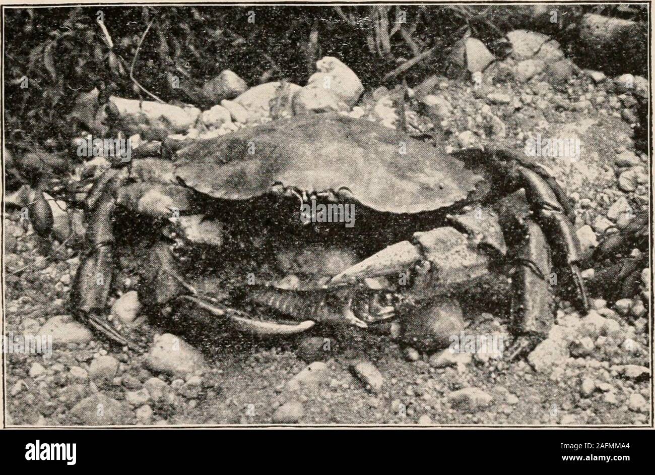 . Introduction to zoology; a guide to the study of animals, for the use of secondary schools;. FK;. 102. - - Panopeus sayi,allied to Cancer. The mud-crab. One-half nat. size.Photo, by W.H.C.P.. FIG. 103.— Callinectes hastatus, blue crab. Reduced to one-third. Photo. by W. H. C. P. 110 ZOOLOGY ostreum (Fig. 105), found in the mantle chamber of theoyster, is eaten by us together with the oyster or separately. Stock Photo