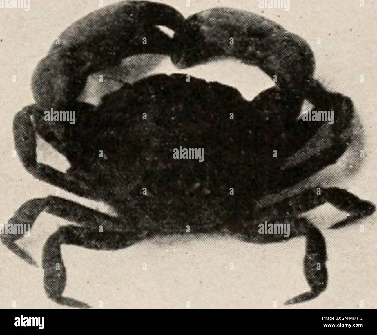 . Introduction to zoology; a guide to the study of animals, for the use of secondary schools;. largest of all the Crustacea, someindividuals measuring, from tip to tip of the first pair oflegs, 18 to 20 feet. The edible crab is a typical arched crab. It is so calledbecause the carapace is arched in front. The carapace isalso broader than long, and narrower behind than in front. THE CRAYFISH AND ITS ALLIES 109 The legs of this family are short and broad, and in somespecies the posterior pair is especially broad - - an adapta-tion for swimming. These crabsmay be divided into two groups— the burr Stock Photo