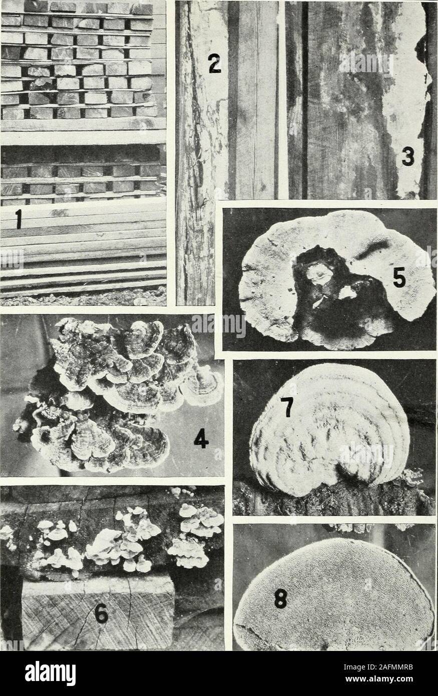 . Timber storage conditions in the eastern and southern states with reference to decay problems. Lumber Sanitation: Wood-Rotting Fungi.—III. Fig. 1.—A pile of rejected hardwood logs which should have been removed or destroyed and not leftto breed fungi (fruit bodies of 6 or 7 different organisms were identified from this pile). Fig. 2.—Lenzitcs ocrtdcyi fruiting on a hardwood tie. Fig. 3.—Hardwood pile foundations severely infectedwith Polystictus versicolor. Fig. 4.—Daedalea qucrcina fruiting around a foundation block in a Penn-sylvania storage yard. Fig. 5.—A badly infected piling stick in u Stock Photo