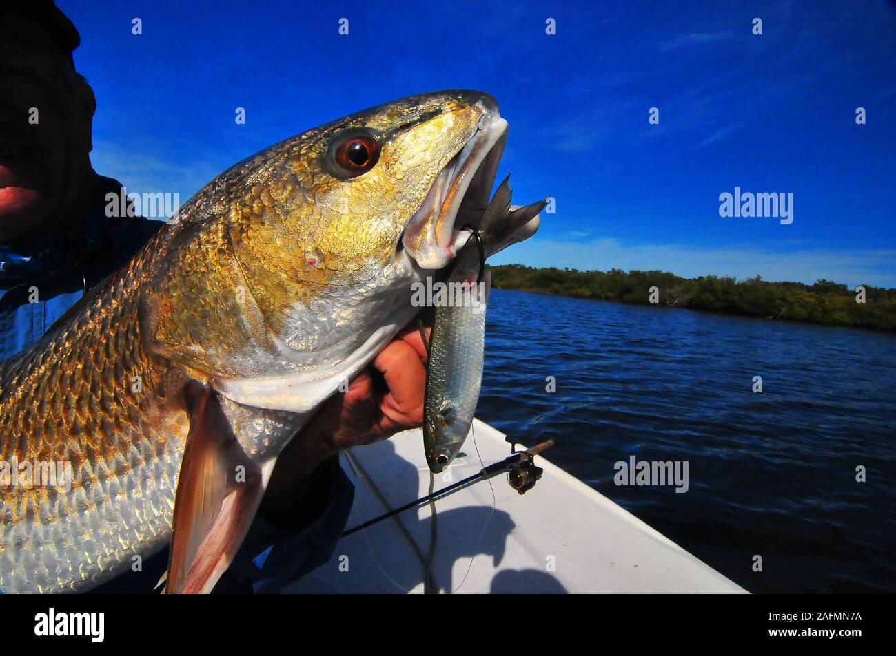 Florida's Volusia County offers some of the best redfish and trout fishing  in the world. The famous Indian River and Mosquito Lagoon action is great!  Stock Photo - Alamy