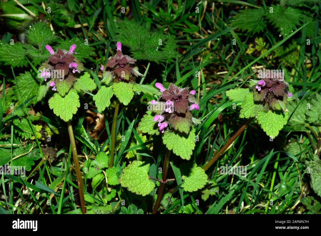 Lamium purpureum (red dead-nettle) is native to Europe and Asia growing in meadows, forest edges, roadsides and gardens. Stock Photo