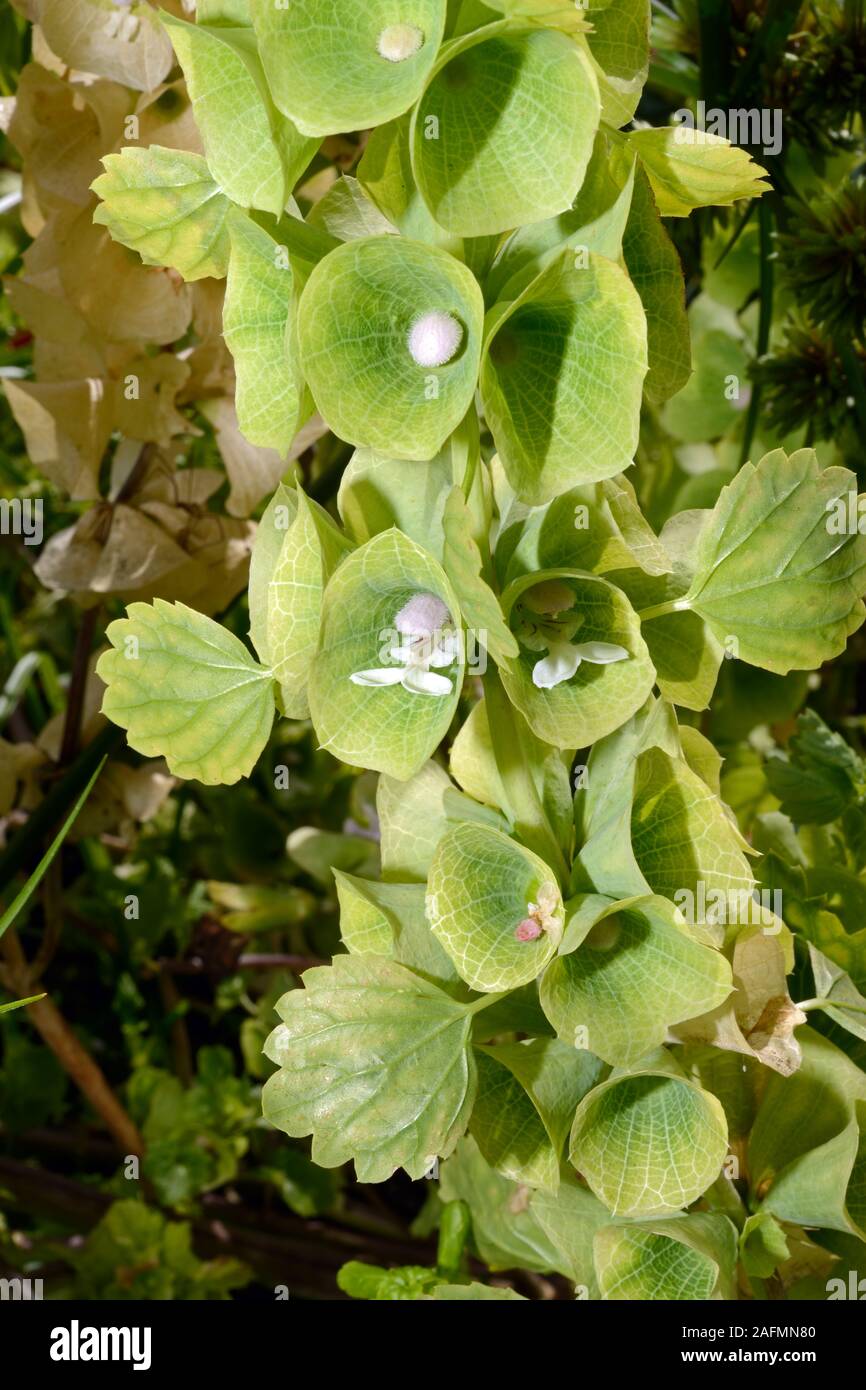 Moluccella laevis (Bells-of-Ireland) is native to Turkey, Syria and the Caucasus and often grows in cultivated areas. Stock Photo