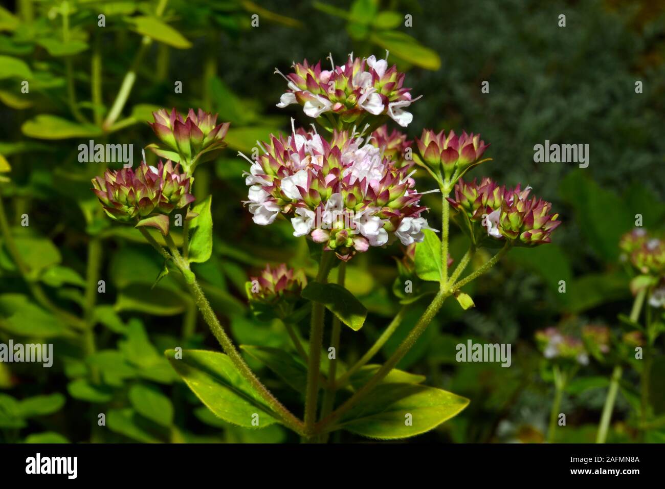 Origanum vulgare (wild marjoram) is a British native perennial also found in the Mediterranean where it is known as oregano. Stock Photo