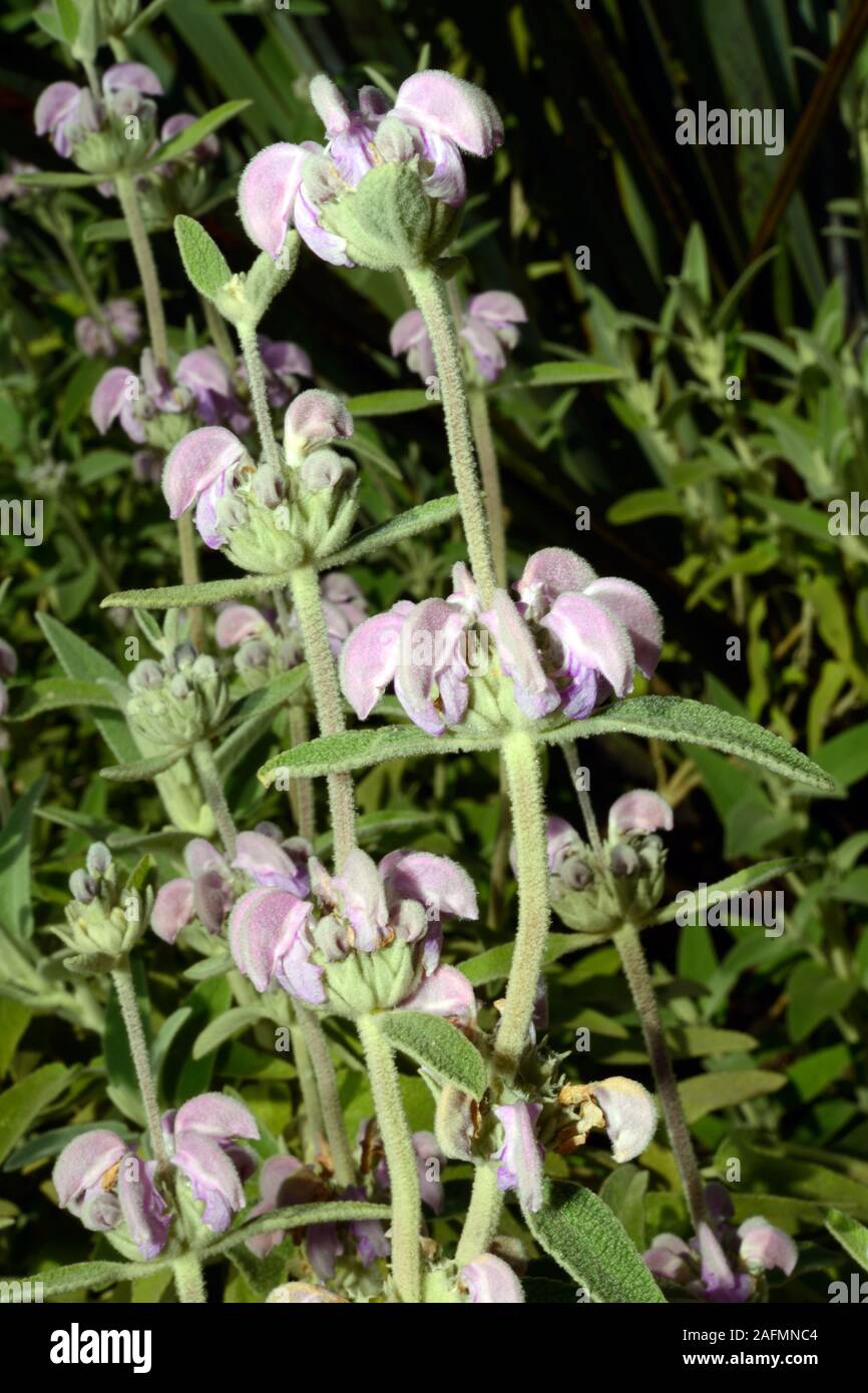 Phlomis purpurea (purple phlomis) can be found throughout southern Portugal and Spain where it grows in stony habitats and field margins. Stock Photo
