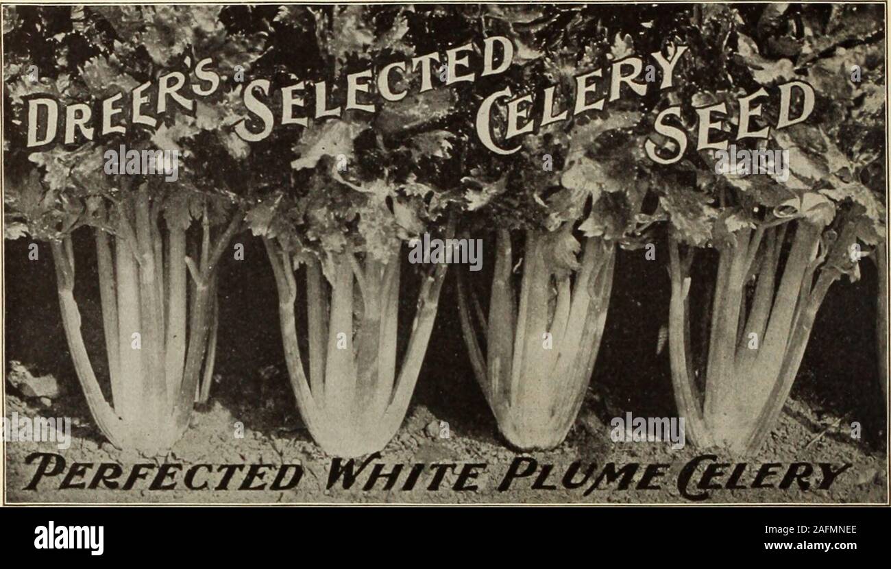 . Dreer's garden book 1915. One ounce of Celery teed will produce from 5,000 to 10,000 plants. Culture.—For early or summer Celery sow seed of the self-blanching sorts in flats under glass during February, and pick out,singly or in sections of row, into other flats, frames, or in nursery row in the open, selecting soil in the highest state of cultivation.In May to June, set the plants in very rich and well prepared land, 6 inches apart in the rows, and rows 3 or 4 feet apart. Givethorough and clean cultivation, and blanch by means of boards set up against the rows. For later and winter Celery, Stock Photo