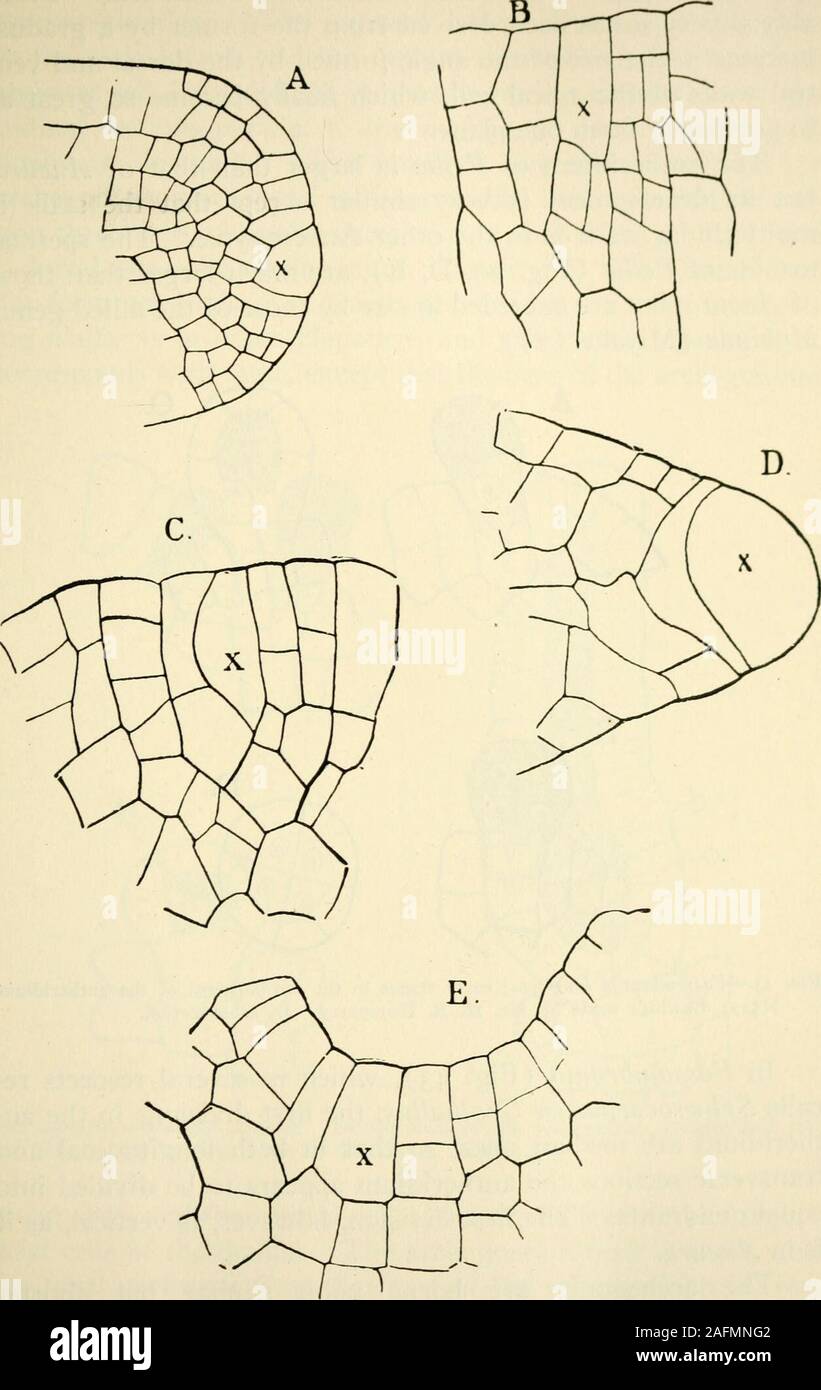 . The structure and development of mosses and ferns (Archegoniatae). Fig. 41.—a, Pallavicinia cylindrica, X4; per, the elongated perianth; B, Aneura pin-natiUda, X6; J, archegonial branches; C-E, Fossombronia longiseta, X4; F, Blasiapusilla, X4. cinaj in vertical section the cell is nearly semicircular, i. e., herethere are but three sets of segments, two lateral ones and abasal one, extending the whole depth of the thallus, and only m THE JUNGERMANNIALE^ 02. Fig. 42.—A, Vertical, B, C, horizontal sections through the apex of Pallaviciniacylindrica; x, apical cell, A, X225; B, C, X450; D, E, P Stock Photo