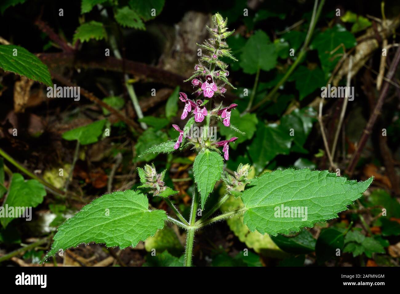 Stachys sylvatica (hedge woundwort) occurs in temperate zones of the northern hemisphere in woodland and unmanaged grassland. Stock Photo