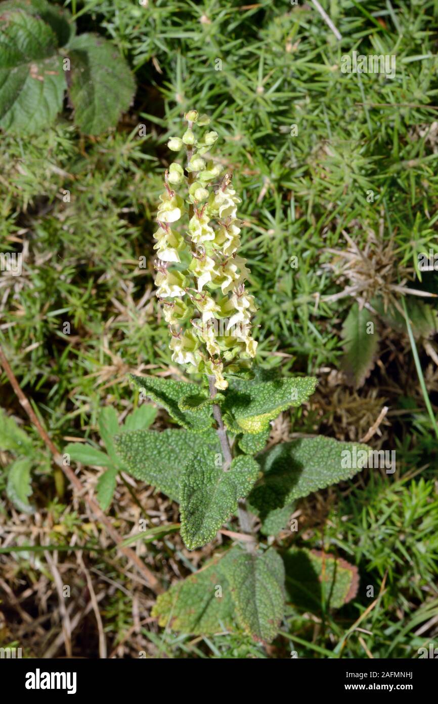 Teucrium scorodonia (wood sage) is native to Western Europe and Tunisia in woodland and acid heaths. Stock Photo