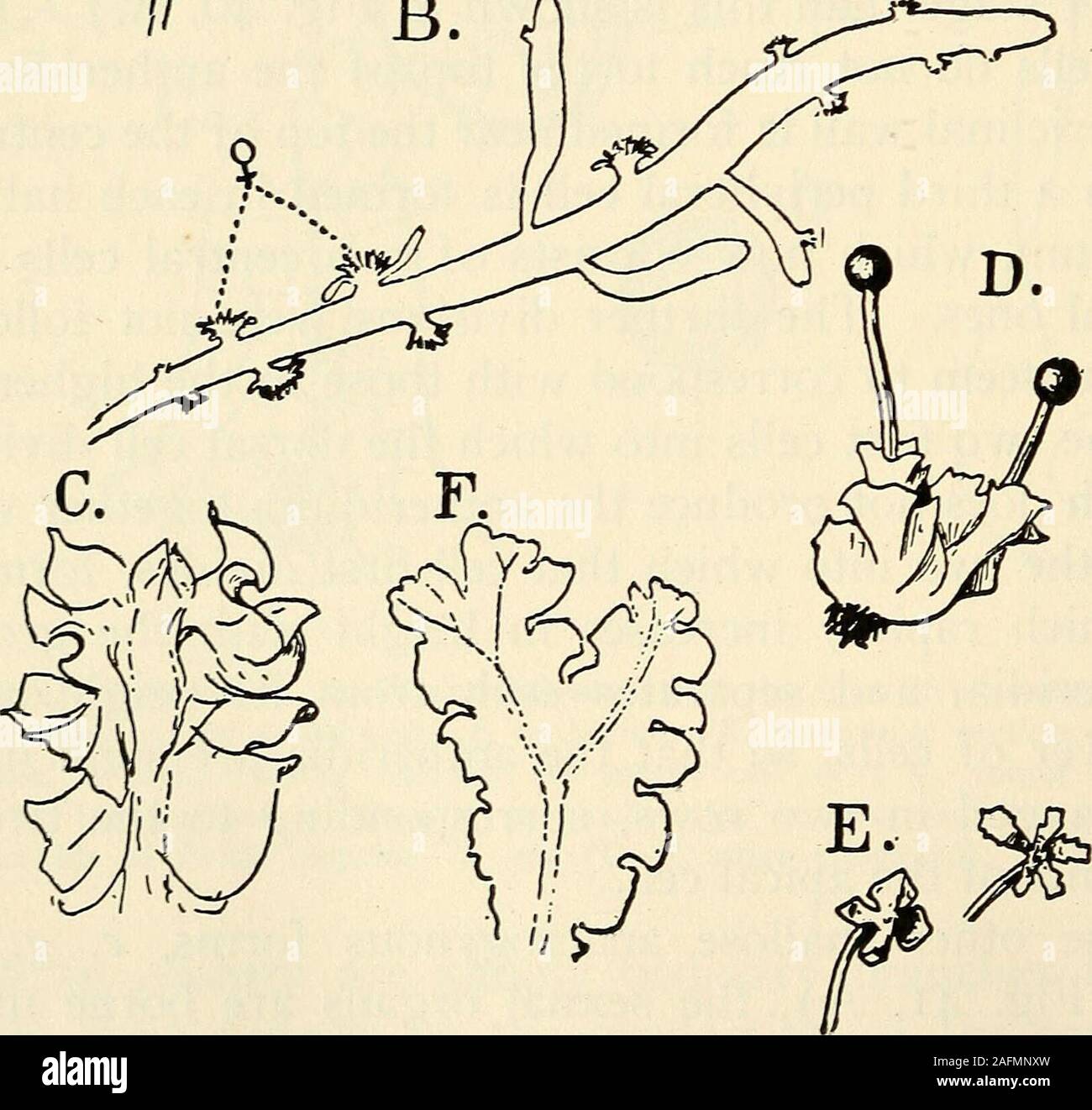 . The structure and development of mosses and ferns (Archegoniatae). B. A. Fig. 41.—a, Pallavicinia cylindrica, X4; per, the elongated perianth; B, Aneura pin-natiUda, X6; J, archegonial branches; C-E, Fossombronia longiseta, X4; F, Blasiapusilla, X4. cinaj in vertical section the cell is nearly semicircular, i. e., herethere are but three sets of segments, two lateral ones and abasal one, extending the whole depth of the thallus, and only m THE JUNGERMANNIALE^ 02 Stock Photo