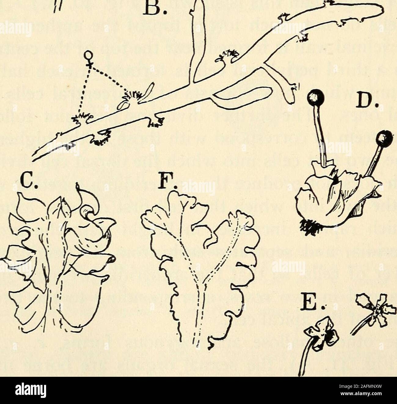  The Structure And Development Of Mosses And Ferns Archegoniatae B 