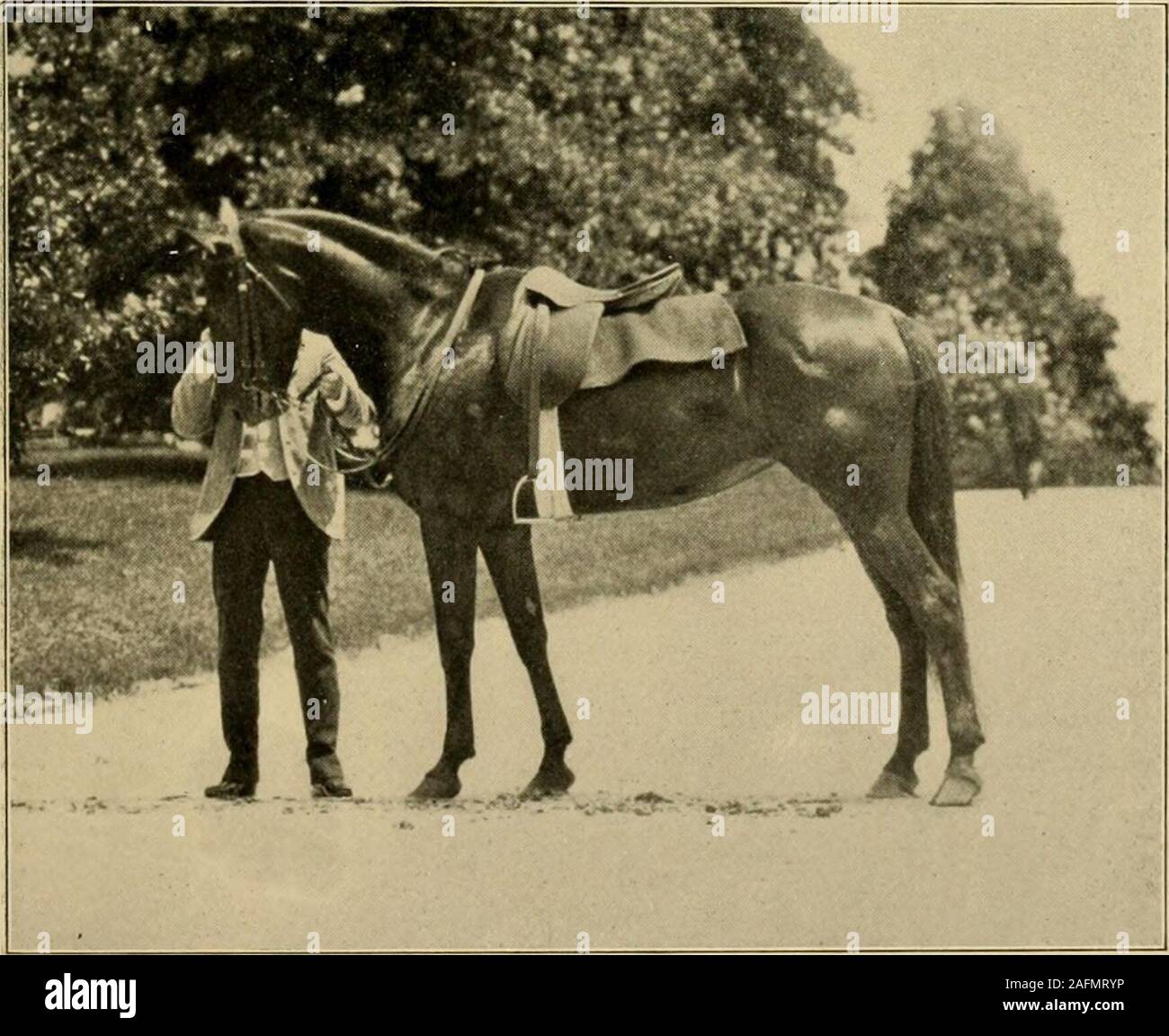 . Riding and driving. FIG. 73. —DIRECT FLEXION OF THE JAW. FIG. 74.—THE RESULT Some Work on Foot 113 of the saddle. In like manner, when the leg orheel of the rider is applied to the flank of thehorse, its first impulse is to move forward thehind leg of the side attacked, and bend the croupover to the other side; the second impulse willbe to come against the leg or heel in resistance.By cultivating the first impulse on the applica-tion of the spur the rider obtains control over allthose parts of the horse behind the saddle. So, be-tween hand and heels, the man may obtain perfect,because instin Stock Photo