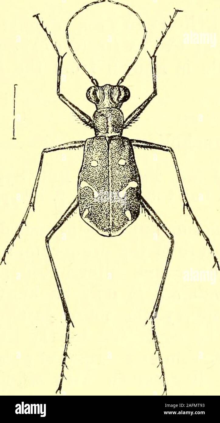 . Coleoptera : general introduction and Cicindelidae and Paussidae. mir ; Grilgit; Western Siberia ; Turkestan ; Persia. The priority-form occurs almost all over Europe from Spainto the Caucasus ; in the north of Persia, in some parts of Turkestan(e. g. Tekke, Tashkend), Khirgiz and Dsougaria; the subsp.kirilovi does not occur in Europe, but is known from Transcaspiato the Kolyvan district, Altai and Dsongaria, from Turkestan,.Kashmir, and almost the whole of Persia (up to Sarhad and Seistanin the south-east). The locality Daurien (south-east of Trans-baikalia), is doubtf ul (Horn, Annotated L Stock Photo