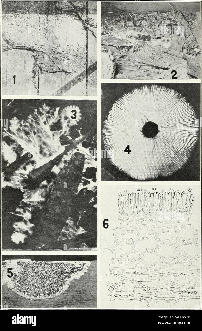 . Timber storage conditions in the eastern and southern states with reference to decay problems. Lumber Sanitation: Wood-Rotting Fungi.—I. Fig. 1.—Thin section of red-heart pine, showing fungous threads and holes where these have boredthrough the walls of the wood cells. Fig. 2.—Mycelium on a board from a clay mine, Joplin, Mo.Fig. 3.—The mushroom Pluteus cervinus on a rotten log. Fig. 4.—A species of Hydnum. Bui. 510, U. S. Dept. of Agriculture. Plate II.. Lumber Sanitation: Wood-Rotting Fungi.—II. Fig. 1.—Strands of mycelium of the dry-rot* fungus, Ifcrulius lachnjman$; on the face of pine p Stock Photo