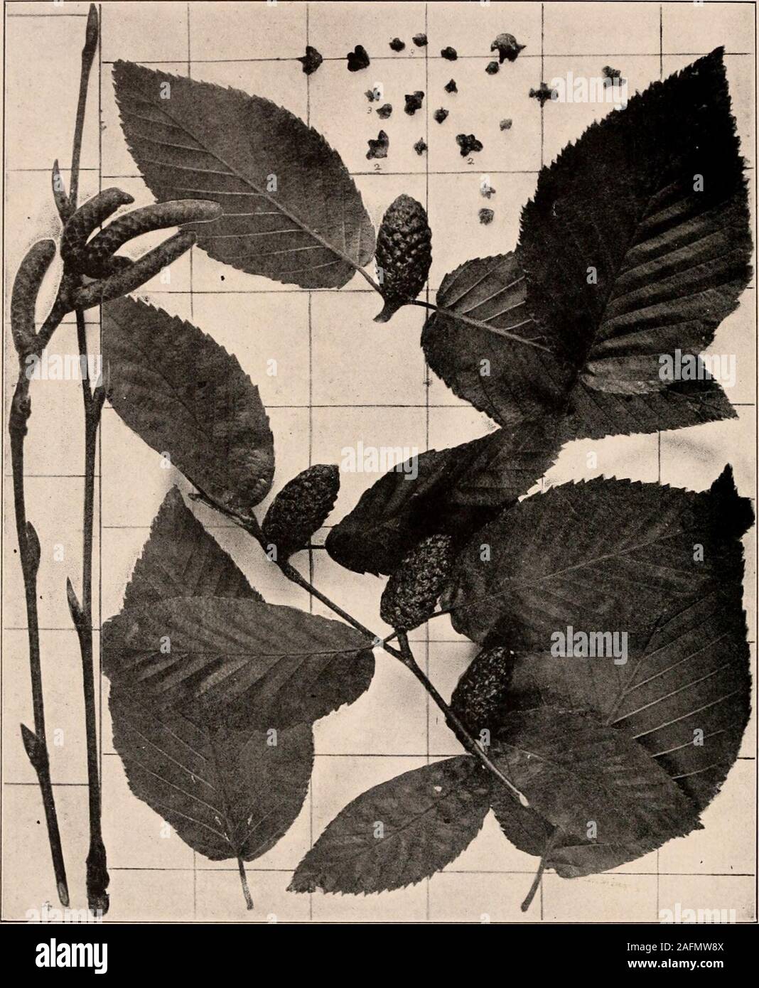 . Handbook of the trees of the northern states and Canada east of the Rocky mountains. Photo-descriptive. SWEET BIRCH. BLACK BIRCH. CHERRY BIRCH. Betula lenta L,. Fig. 141. Branchlet with leaves and fruit, i ; scales from cone and seeds, 2 and 3 ; branchletswinter, one bearing young staminate catkins, 4.142. Trunk of tree near New York. Handbook of Tkees of the Nortiferx States axd Canada. 125 The Sweet Birch attains the height of 70 orSO ft., with a trunk diameter of from 2-5 ft.,and when growing away from otlier trees de-velops a symmetrical ovoid or pyramidal topat first with many strong sm Stock Photo