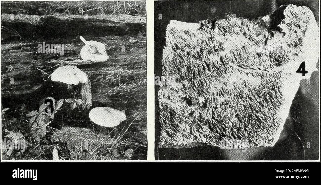 Rotten log mycelium hires stock photography and images Alamy