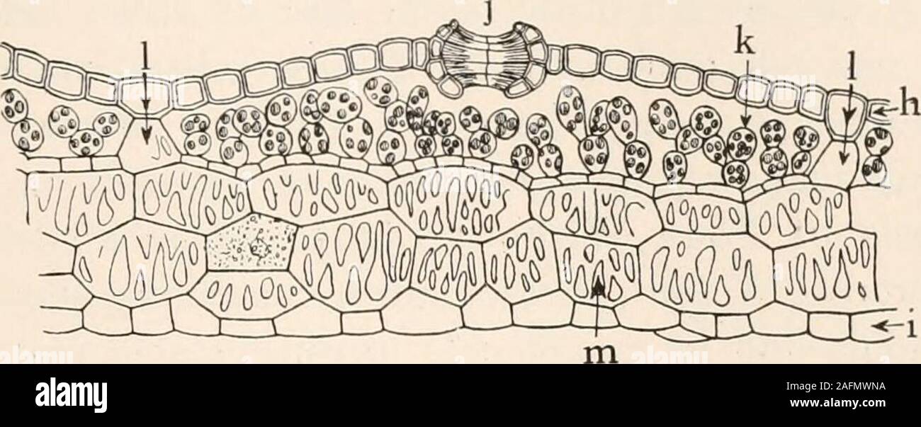 . Plant anatomy from the standpoint of the development and functions of ...