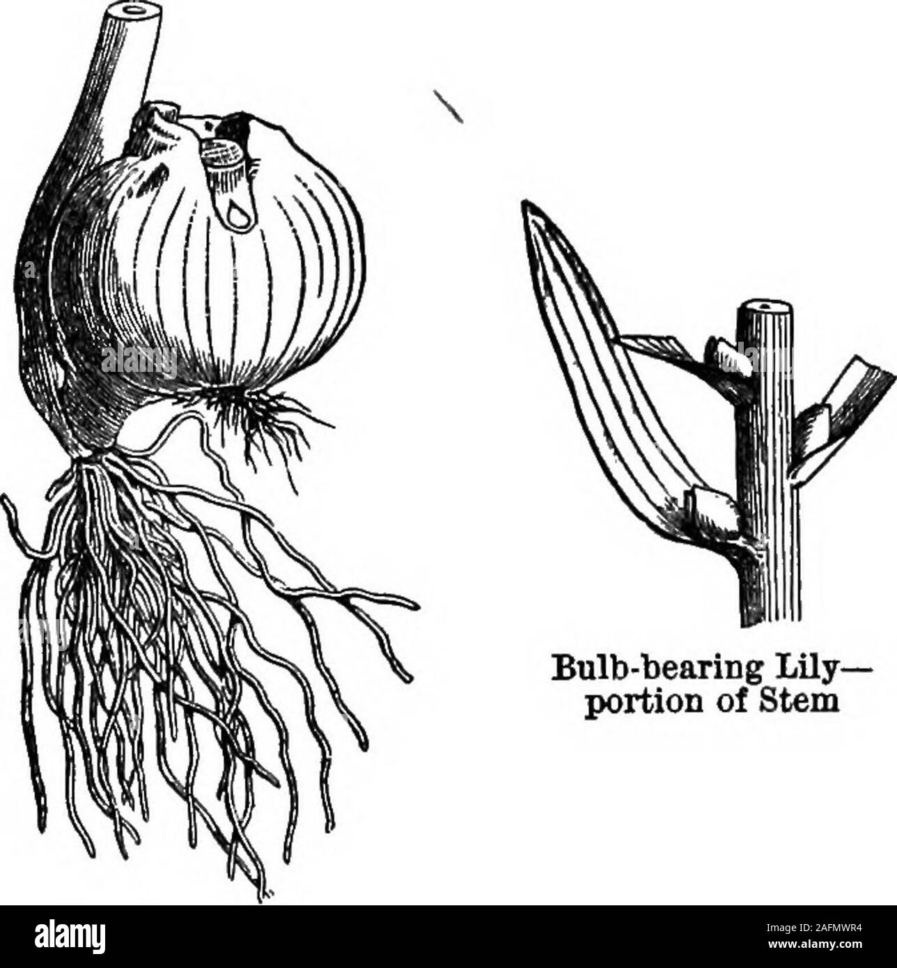 The standard cyclopedia of modern agriculture and rural economy, by the  most distinguished authorities and specialists under the editorship of  Professor R. Patrick Wright ... Idly—Scaly Bulb Onion—Tunicated Bnlb. Bulb-bearing  Lily-portion