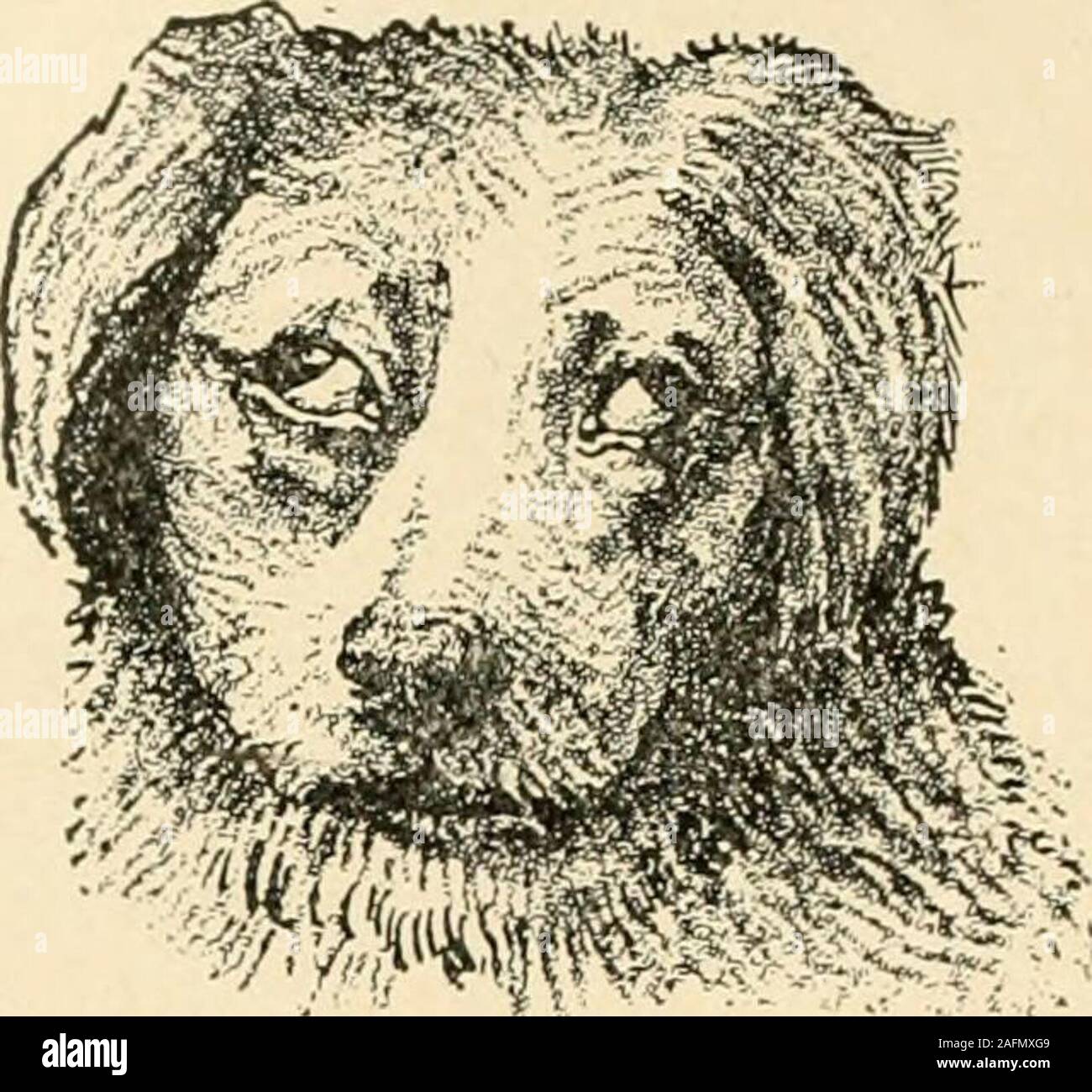 Diseases Of The Dog And Their Treatment Rymalopening In Acute Inflammation Of The Duct If The End Of The Duct Isclosed By Inflammatory Processes It Is Apt To Break Out Through