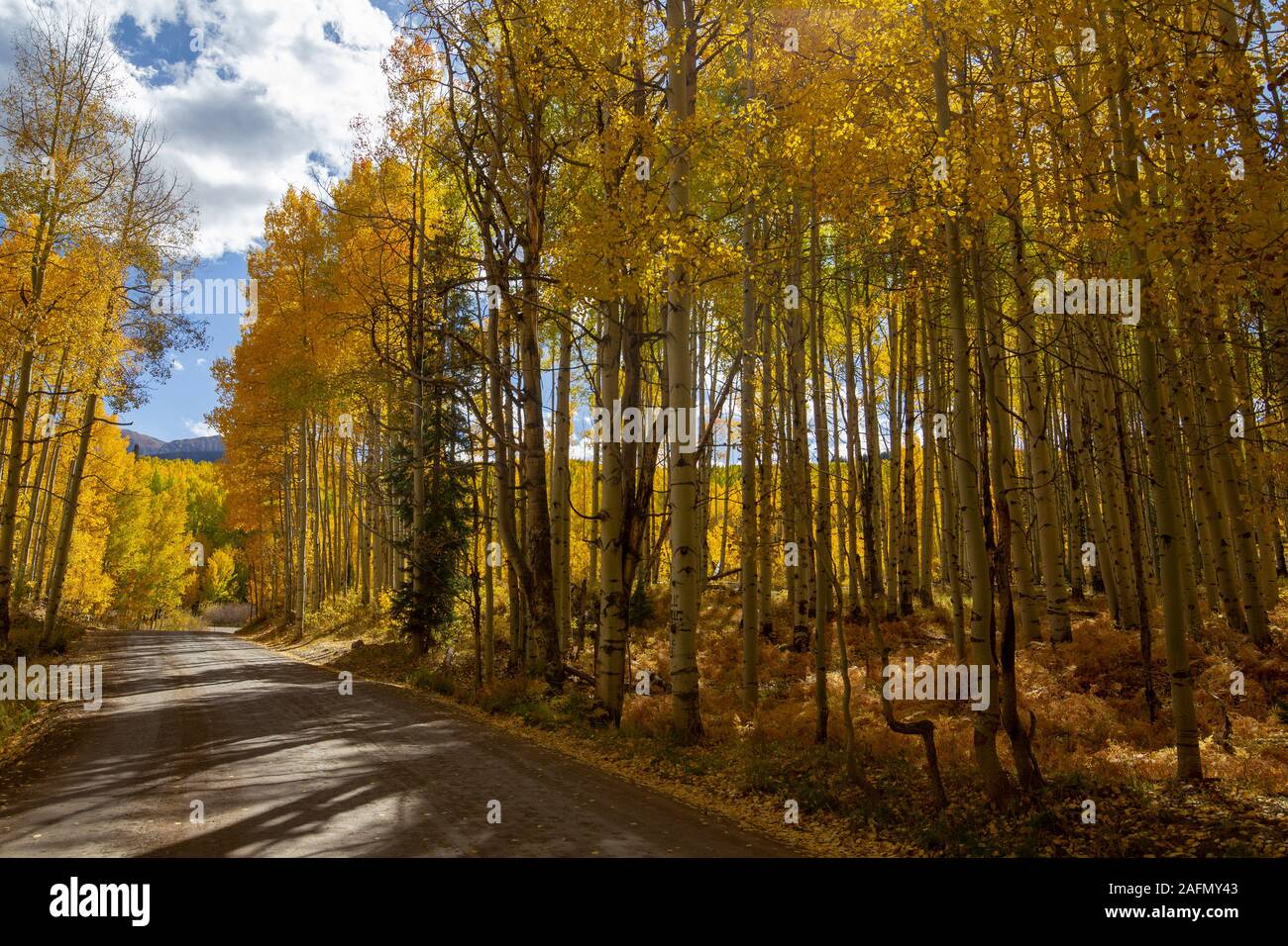 Kebler Pass a high mountain pass that starts in Crested Butte Colorado is a scenic fall color drive featuring golden aspens. Stock Photo