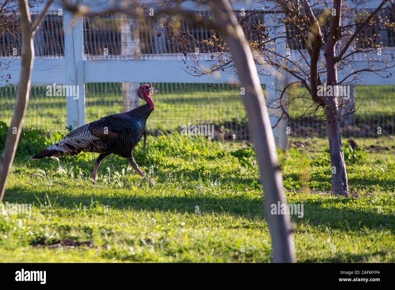 Wild turkey running along farm fence Stock Photo
