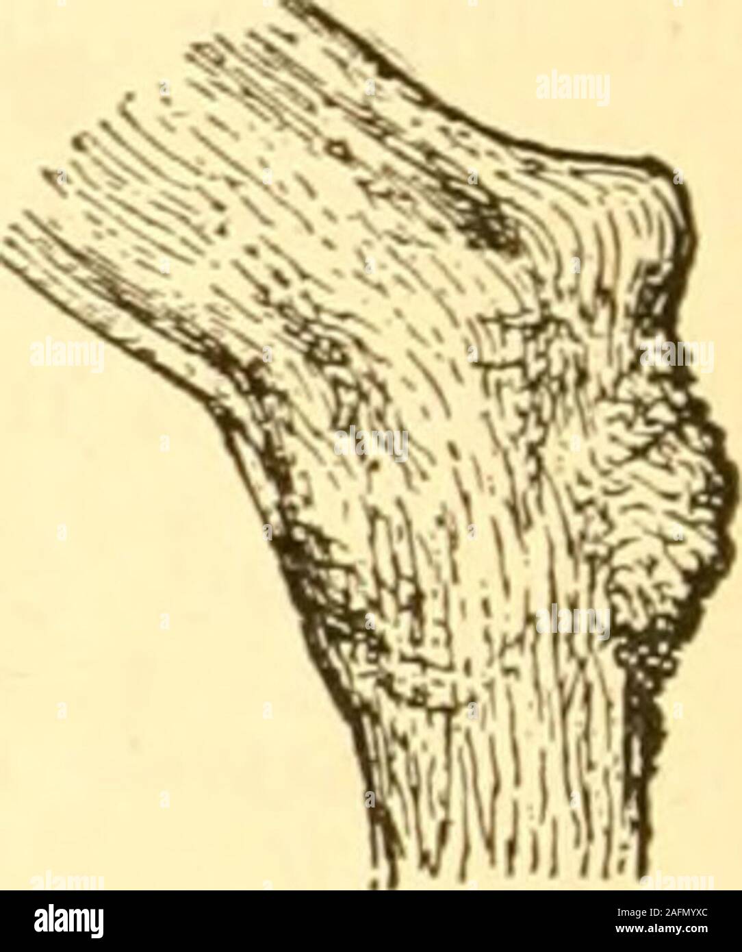 . American horses and horse breeding a complete history of the horse