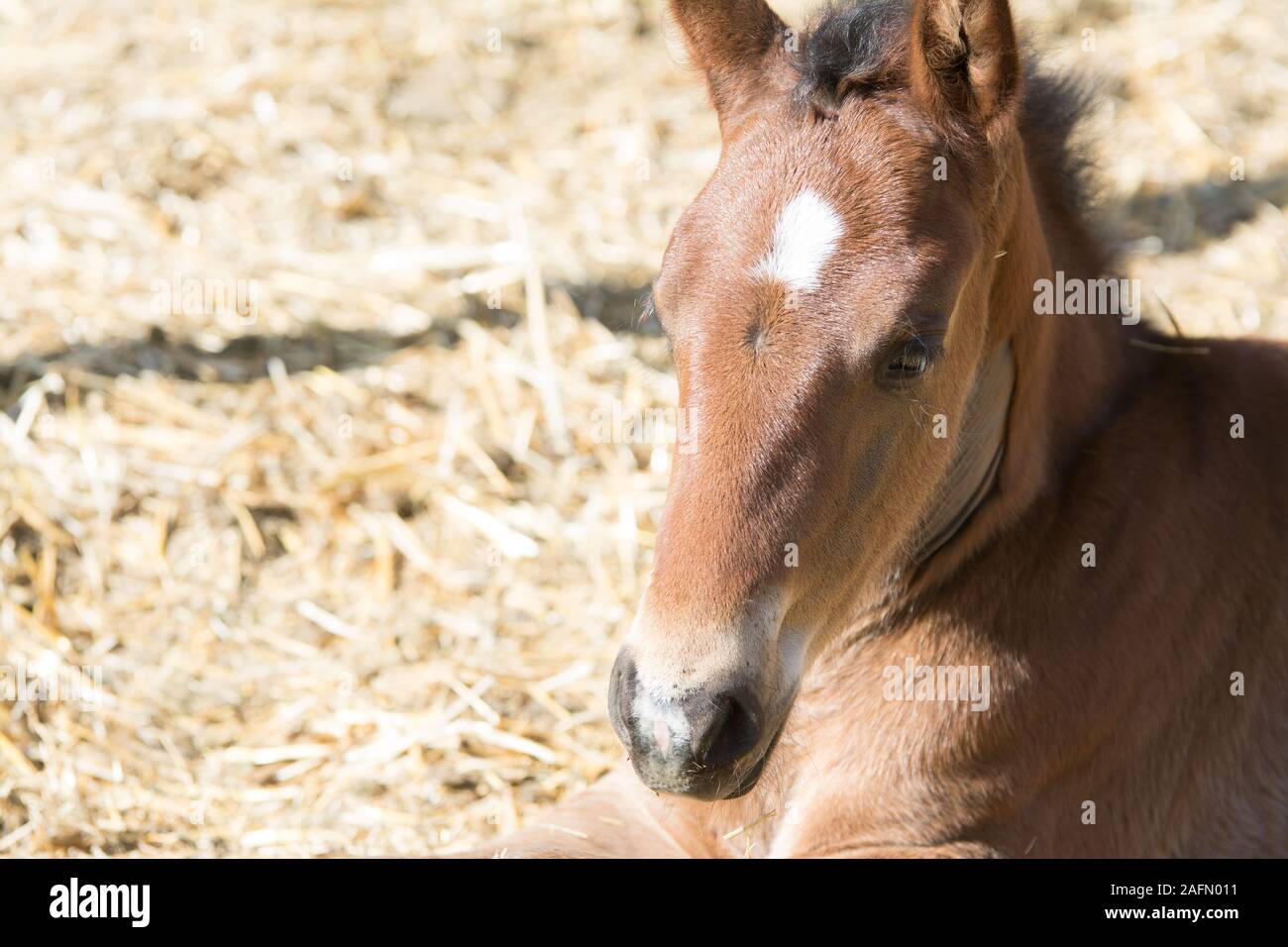 Young cult pony baby horse laying down in stall Stock Photo Alamy