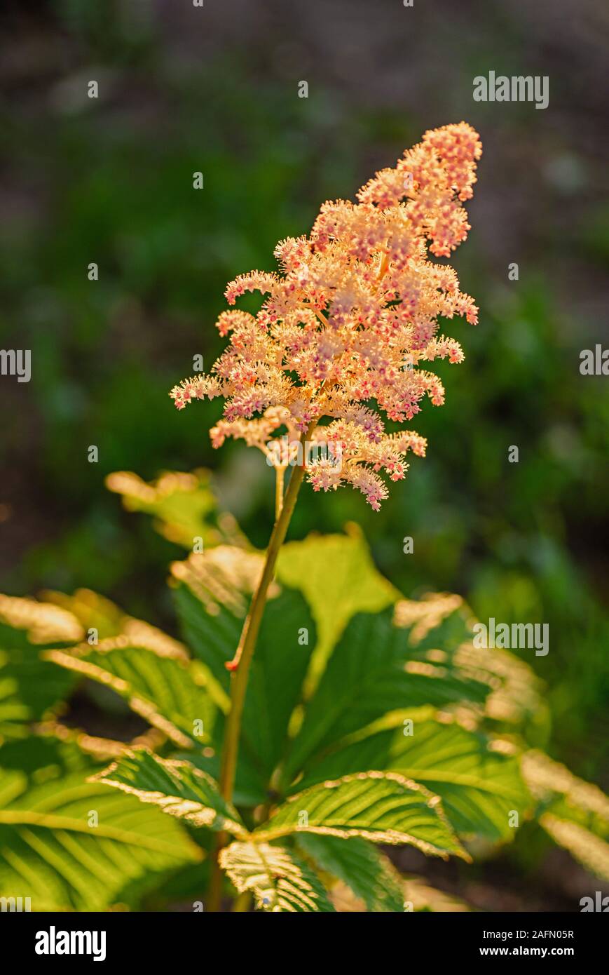Flowering shade-loving plant Rogersia, Rodgersia aesculifolia. Summer flowering of pink chestnut. Close up. Stock Photo