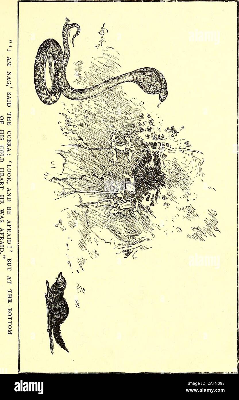 . The jungle book. ter? asked Rikki-tikki. We are very miserable, said Darzee. Oneof our babies fell out of the nest yesterday andNag ate him. Hm! said Rikki-tikki, that is very sad—but I am a stranger here. Who is Nag? Darzee and his wife only cowered down in thenest without answering, for from the thick grassat the foot of the bush there came a low hiss — ahorrid cold sound that made Rikki-tikki jumpback two clear feet. Then inch by inch out ofthe grass rose up the head and spread hood ofNag, the big black cobra, and he was five feetlong- from tonprie to tail. When he had liftedone-third of Stock Photo