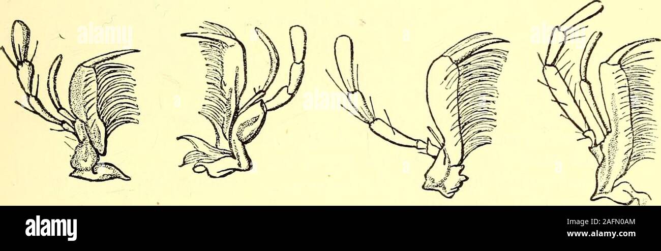. Coleoptera : general introduction and Cicindelidae and Paussidae ...