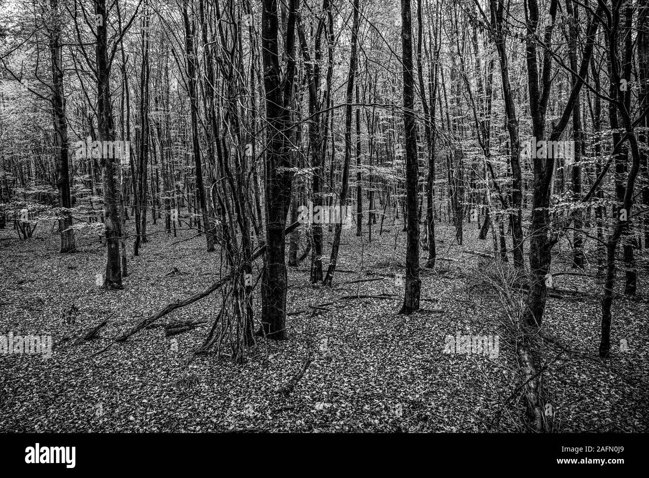 Black and white photography. Nature forest in autumn Stock Photo - Alamy