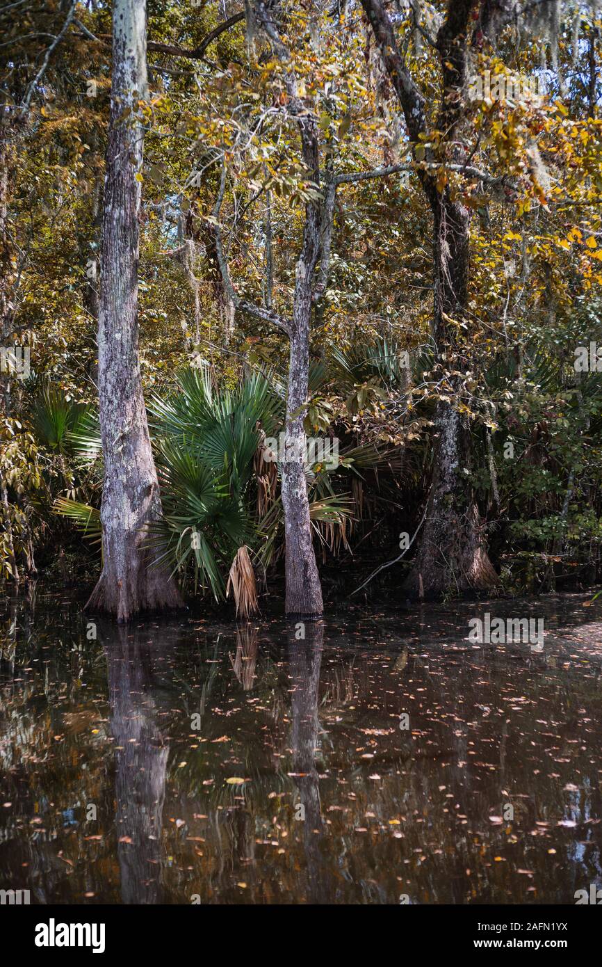 Honey Island Swamp, Louisiana, United States Stock Photo Alamy
