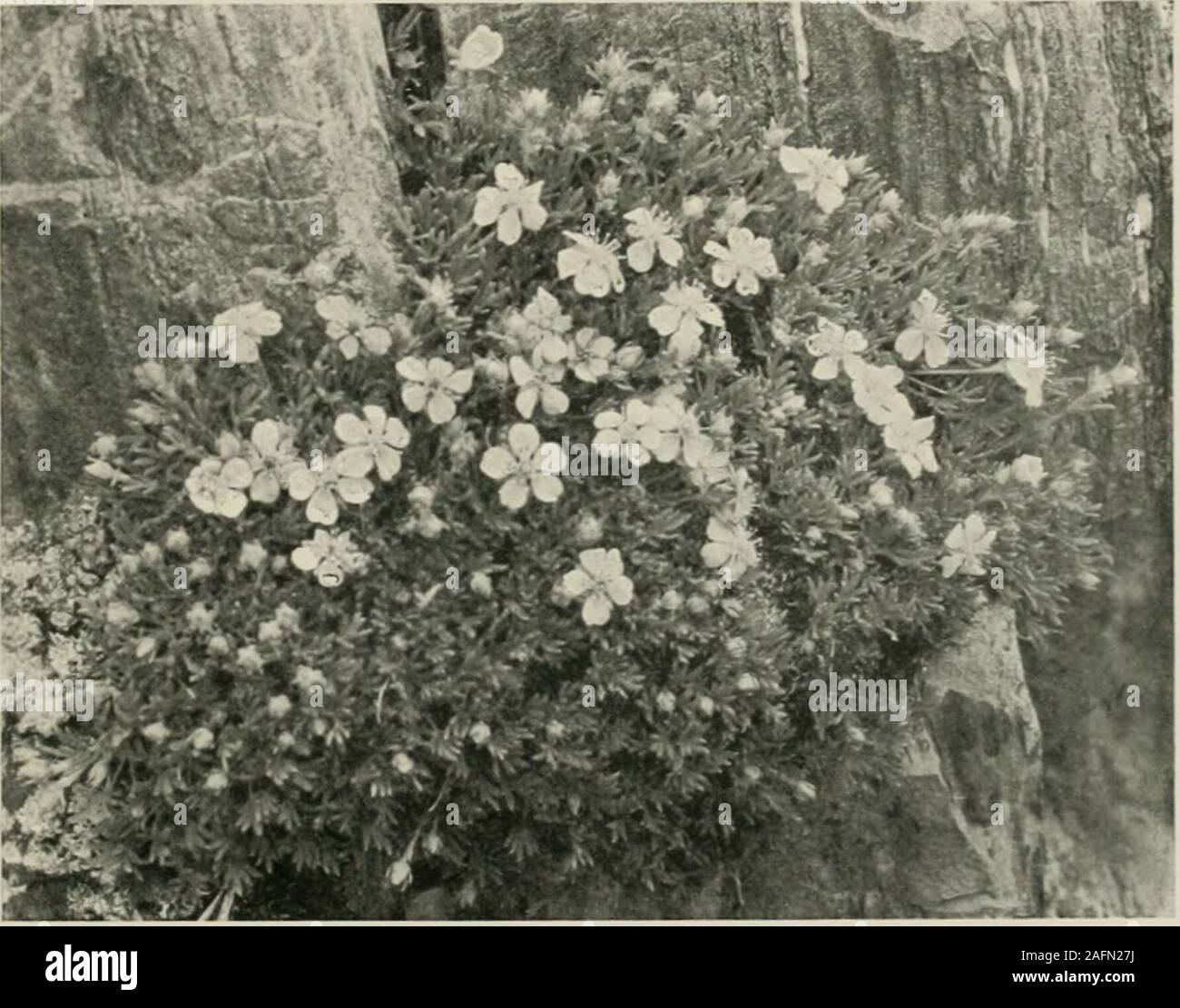 . Karakoram and western Himalaya 1909, an account of the expedition of H. R. H. Prince Luigi Amadeo of Savoy, duke of the Abruzzi. ur of Gasherbrura, about 18,000 feet.] Saxifragaceae. Saxifraga sibirica L. Conway, p. 79. Ascent of Skoro La, north side; 11,000-13,000 feet. Saxifraga imhricata Ro3-Ie. Conway, p. 79. Braldoh valley, between Dussoand Askoley; 7,900-10,000 feet; according to photograph also on western spur ofGasherbrum, 18,000 feet. The example representing this species in the collection is very poor, but it is supplementedby the fine photograph here reproduced (Fig. II). Botanica Stock Photo