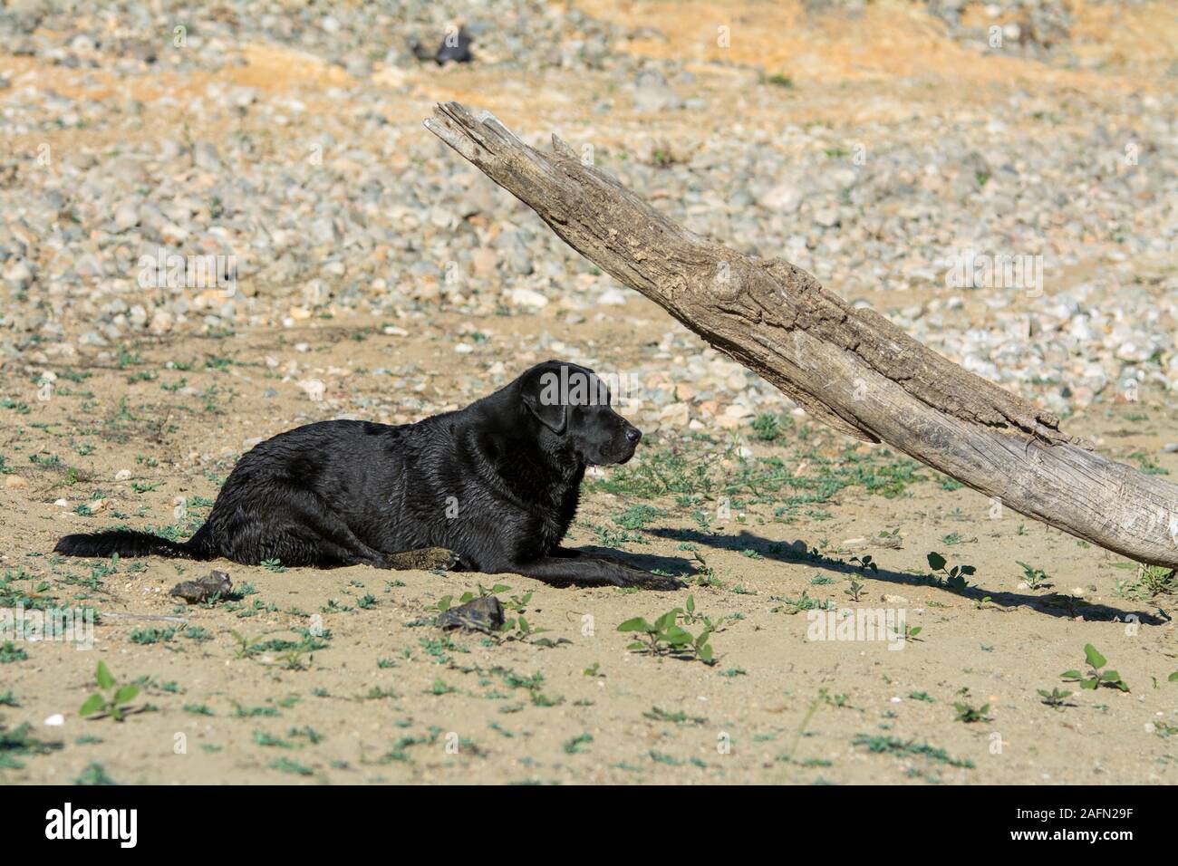 Black labrador dog laying down on grass Stock Photo