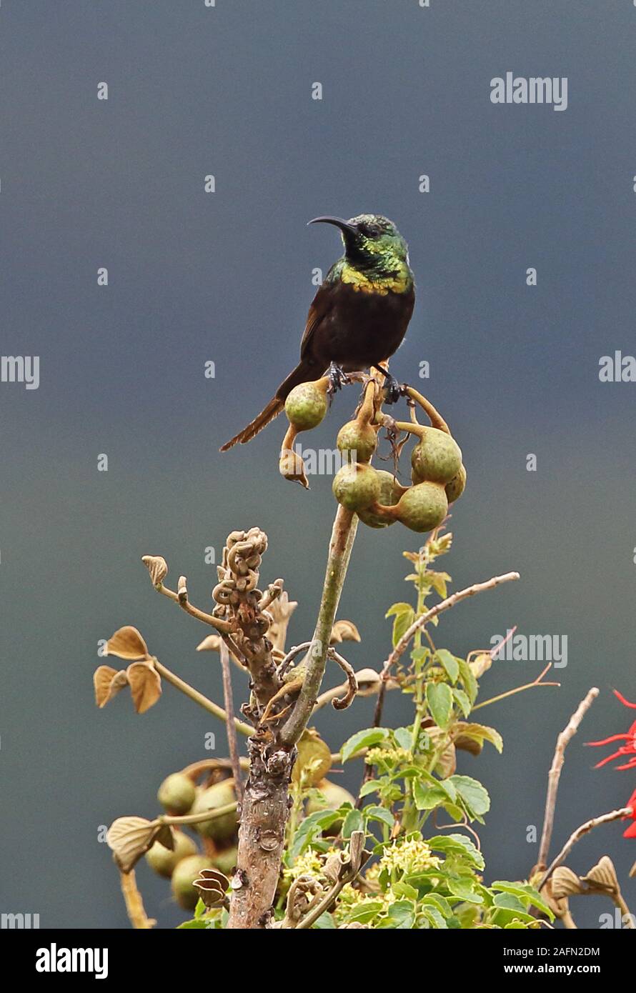 Bronze Sunbird (Nectarinia kilimensis kilimensis) adult male perched on top of bush  Queen Elizabeth National Park, Uganda            November Stock Photo